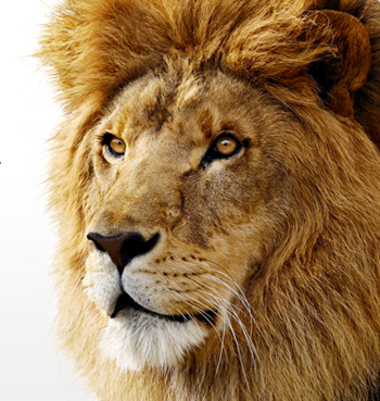 OS X 10.7.4 Lion [загрузочный]