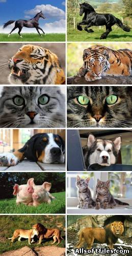 250 Stunning Animals HD Wallpapers.